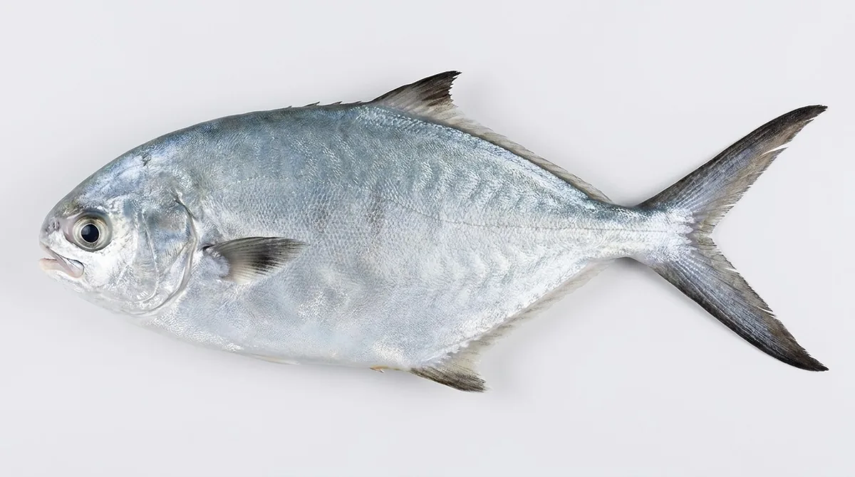 Derbio — Trachinotus ovatus