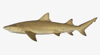Lemon shark
