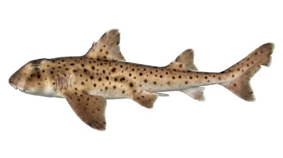 Horn shark — Heterodontus francisci