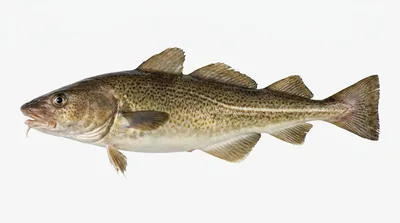 Atlantic cod