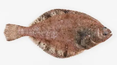 Flathead sole