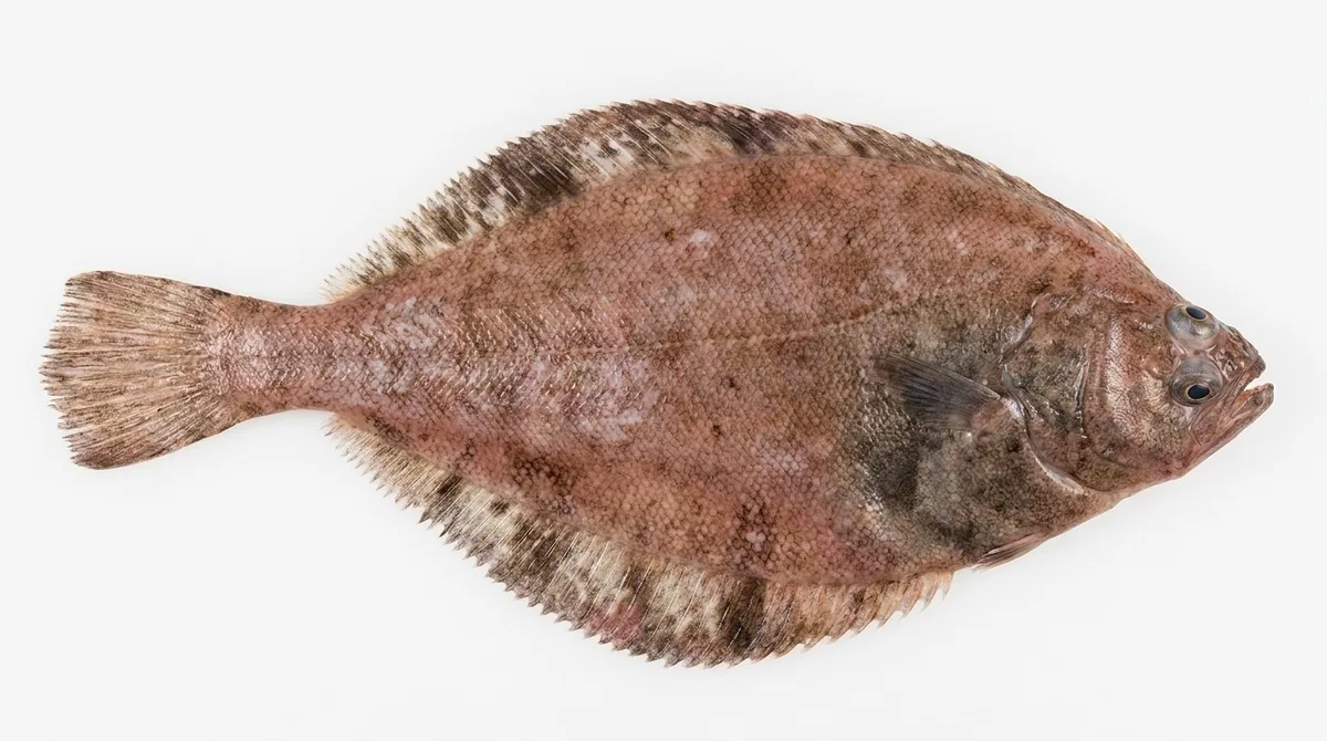 Flathead sole — Hippoglossoides elassodon