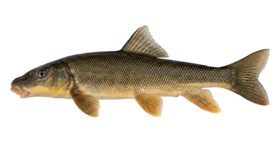 Longnose sucker