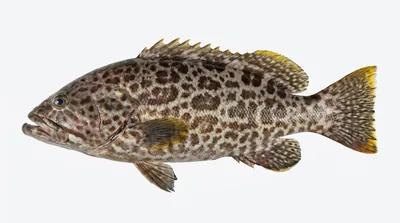 Yellowfin grouper — Mycteroperca venenosa