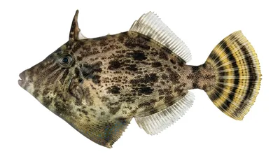 Fan-bellied leatherjacket