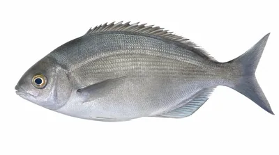 Hottentot seabream — Pachymetopon blochii