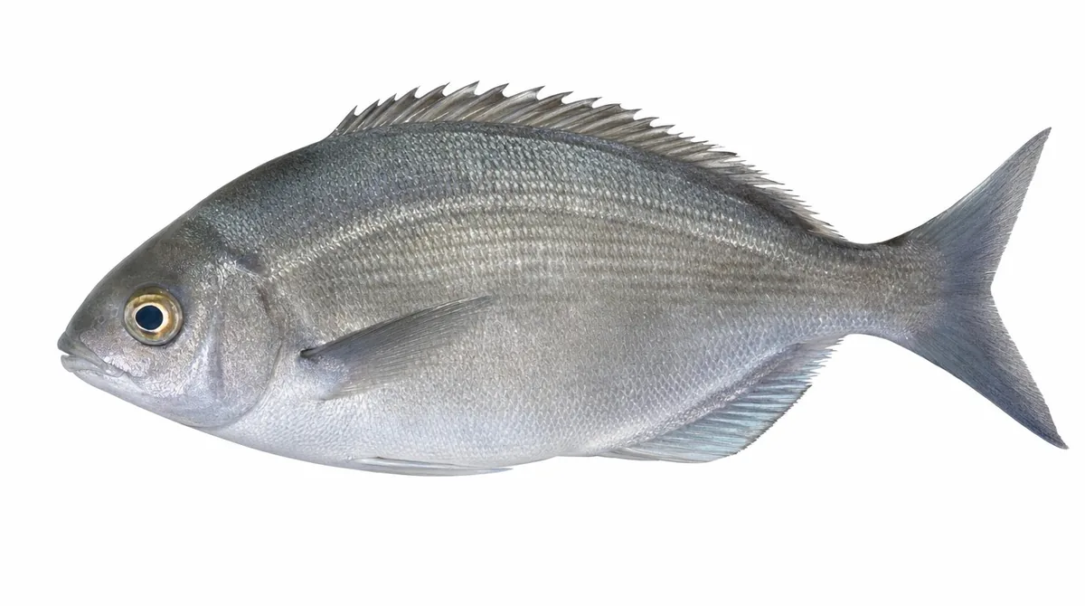 Hottentot seabream — Pachymetopon blochii