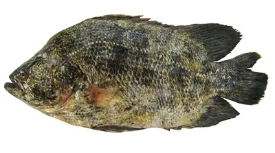 Atlantic tripletail