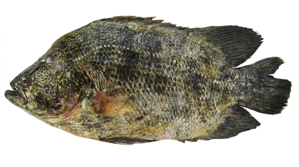 Atlantic tripletail — Lobotes surinamensis