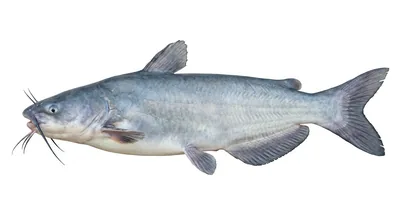 Blue catfish