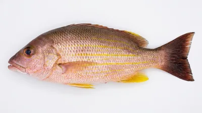Blacktail snapper