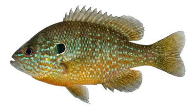Dollar sunfish