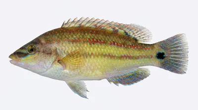 East Atlantic peacock wrasse — Symphodus tinca