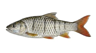 Hampala macrolepidota