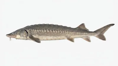 White sturgeon
