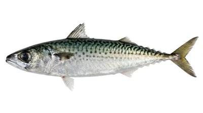 Chub mackerel