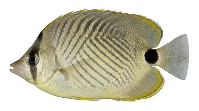 Foureye butterflyfish — Chaetodon capistratus
