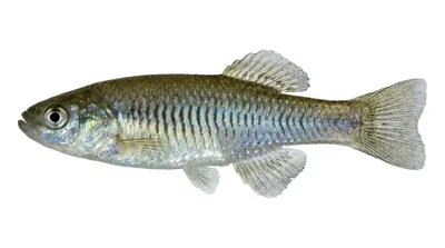 Banded killifish