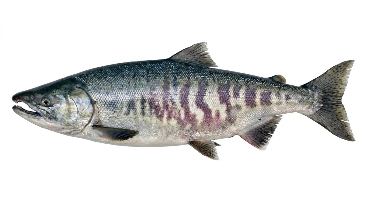 Chum salmon — Oncorhynchus keta