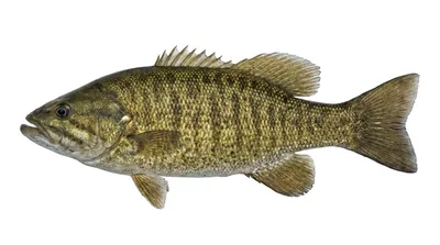 Smallmouth bass