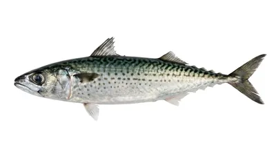 Blue mackerel