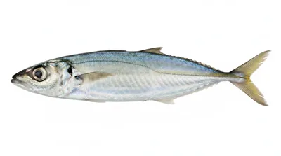 Mackerel scad