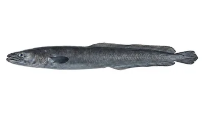 European conger