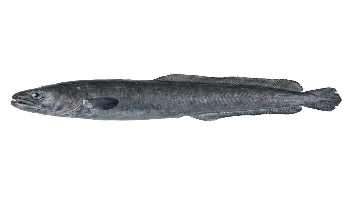 European conger — Conger conger
