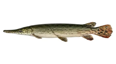 Shortnose gar