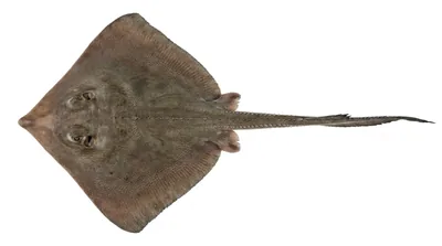 Atlantic stingray