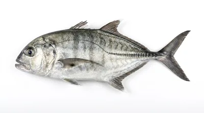 Bigeye trevally