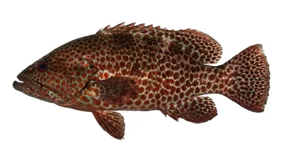Graysby