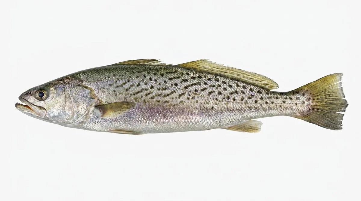 Croaker — Cynoscion regalis