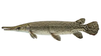 Alligator gar