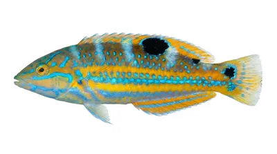 Puddingwife wrasse
