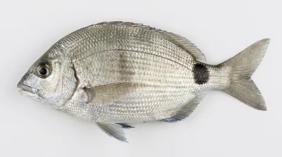 Cape white seabream