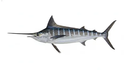 Striped marlin