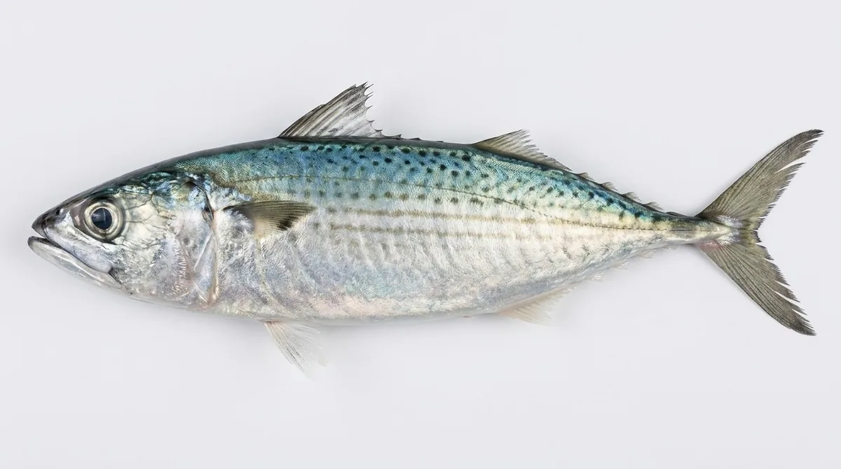 Indian mackerel — Rastrelliger kanagurta