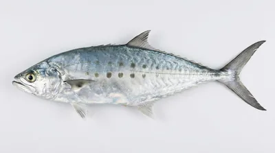 Doublespotted queenfish