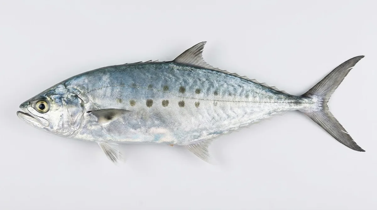Doublespotted queenfish — Scomberoides lysan