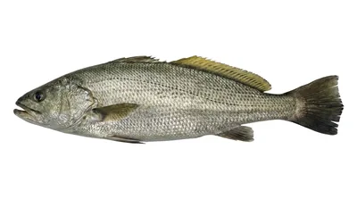 Japanese meagre
