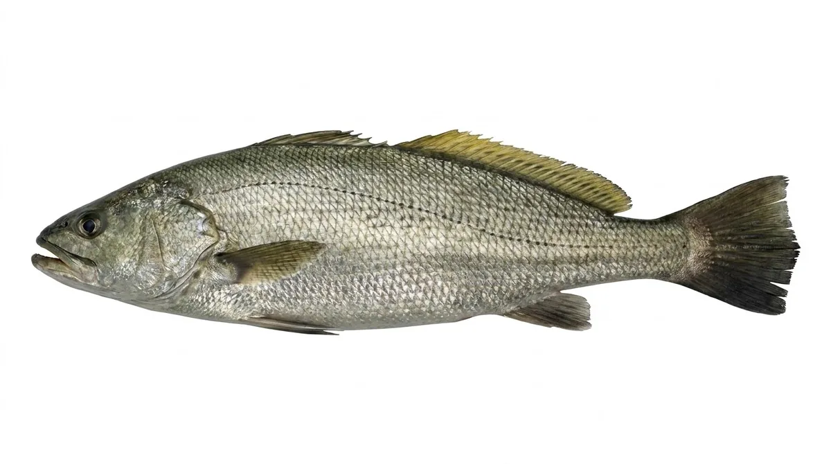 Japanese meagre — Argyrosomus japonicus