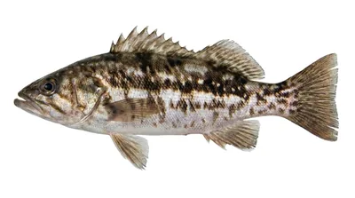Kelp bass