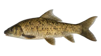 Orange River mudfish