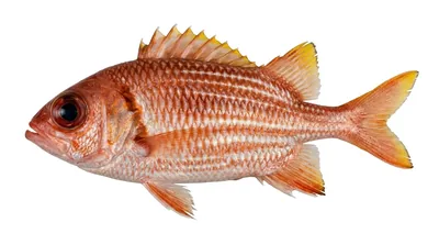 Squirrelfish