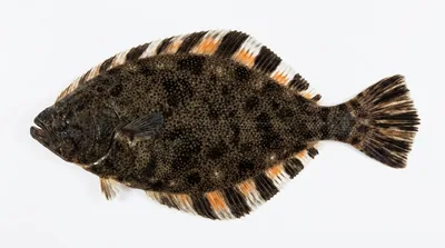 Starry flounder