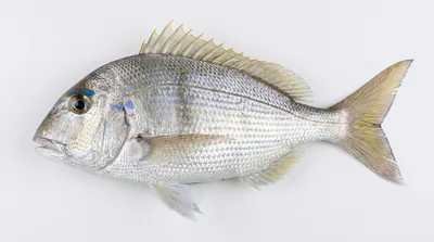 Littlehead porgy
