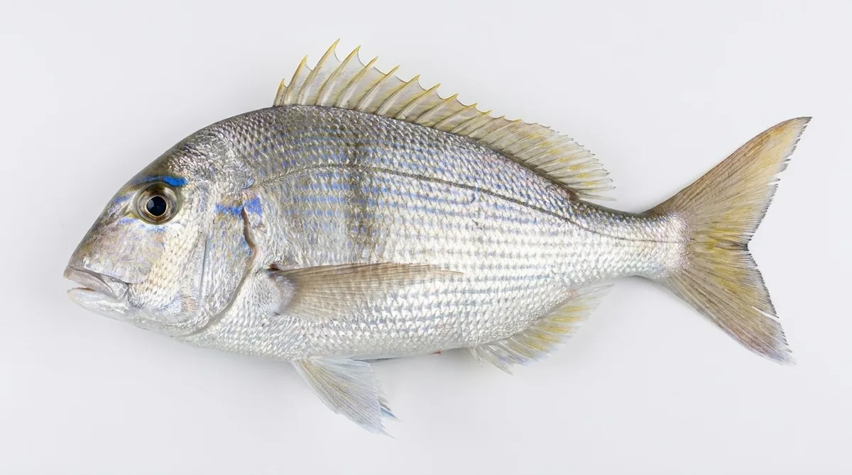 Littlehead porgy — Calamus proridens