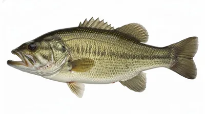 Largemouth bass