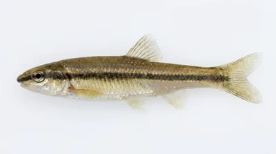 Eastern blacknose dace